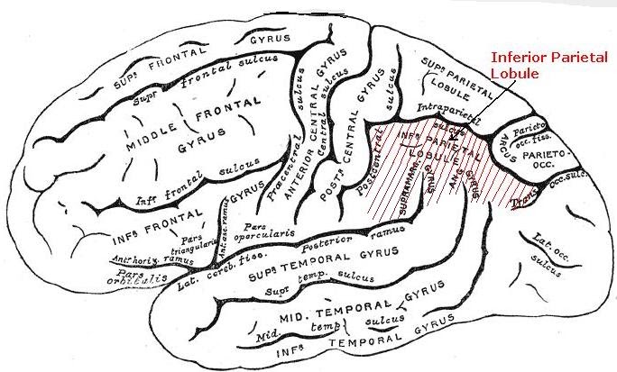Lobe Pariétal Inférieur : Anatomie du cerveau : Comment fonctionne le ...