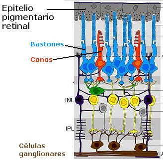 epitelio pigmentario retinal