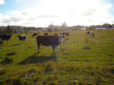 Paisaje de campo, vacas, fábrica de Sierras Bayas. Olavarria. Bs As. Argentna