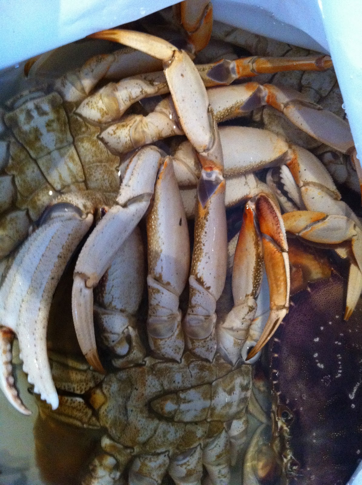 Improvising our lives . . . Day 226 Crab Season in Half Moon Bay