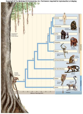 BIO156 - Misty Sanchez: December 2008