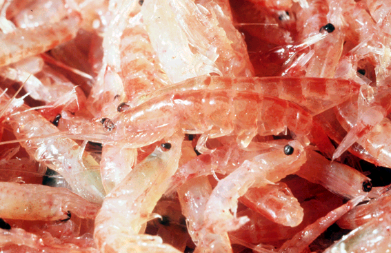 Крылышки цыплят бройлеров. Криль антарктический консервы. Крыло куриное охлажденное. Курица криль. Мясо криля аквамарин 190г.