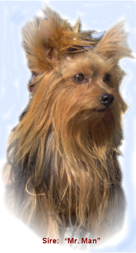"Mr. Man"   AKC/UKC   (Sire)