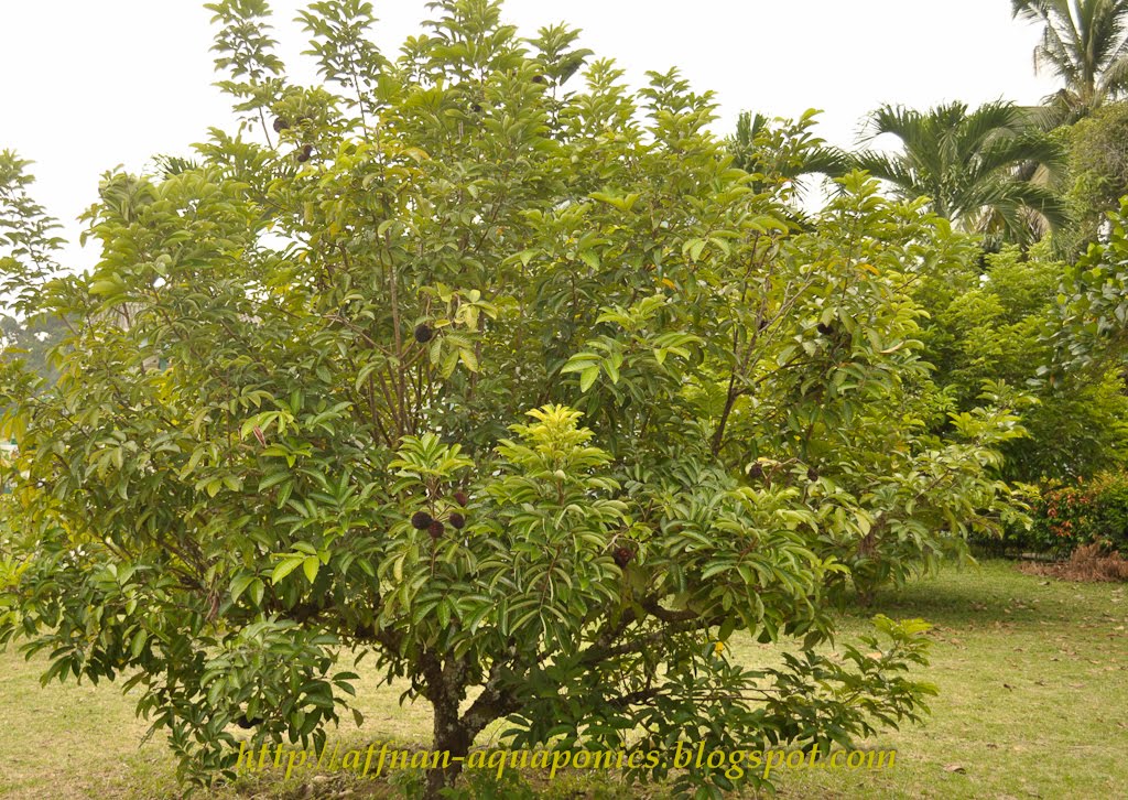 Affnan's Aquaponics: Food Forest - I wish I have one