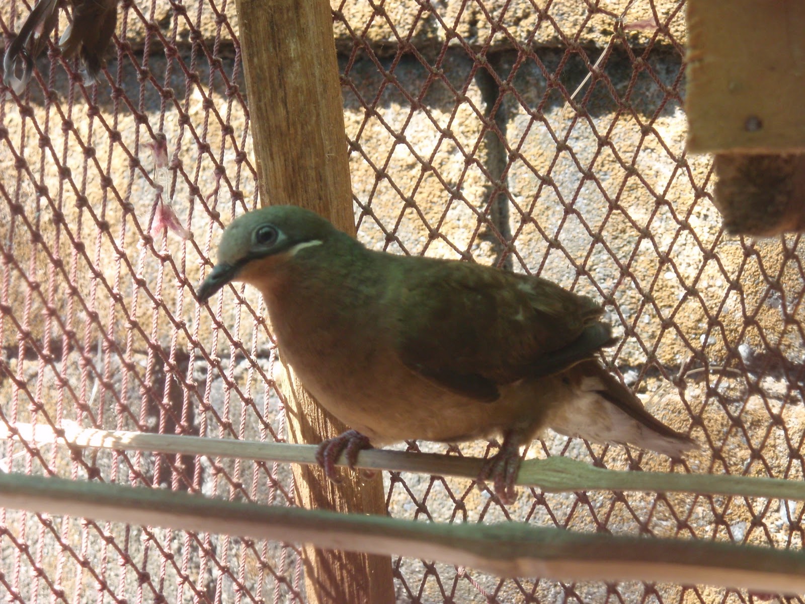 Philippines migratory bird midget Pigeon
