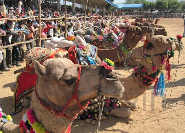 Pushkar Camel Fair