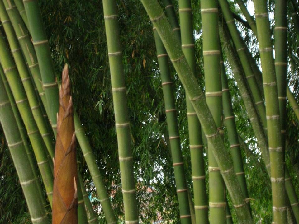 BAMBU, GUADUA. CASAS con diseños biclimáticos y vanguardistas LA GUADUA