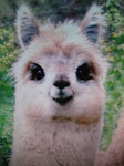 Llama!!