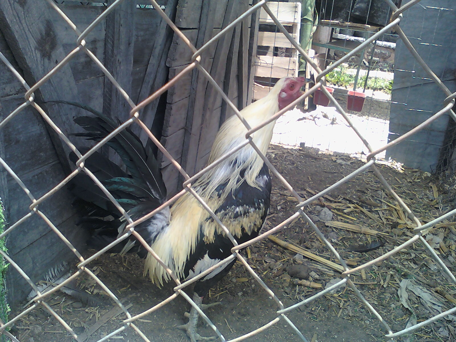 Peleas de gallos Fotos Gallos Giros