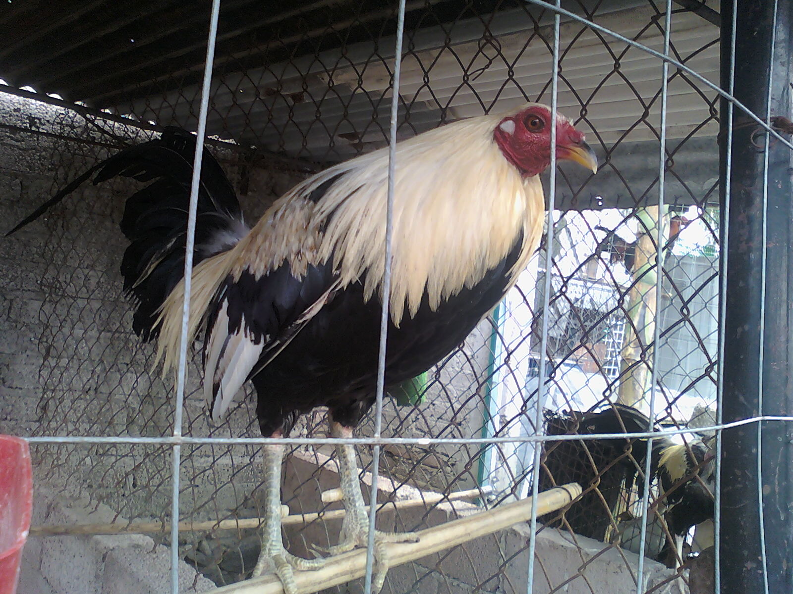 Peleas de gallos Fotos Gallos Giros