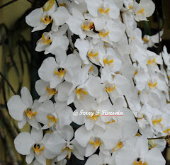 Phalaenopsis amabilis pelaihari
