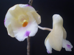 Dendrobium Sanguinolentum
