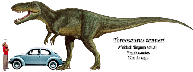 Torvosaurus tanneri a escala