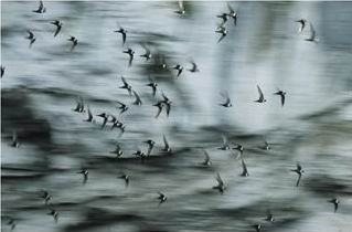 [Stephen+Alvarez+p.38.jpg]