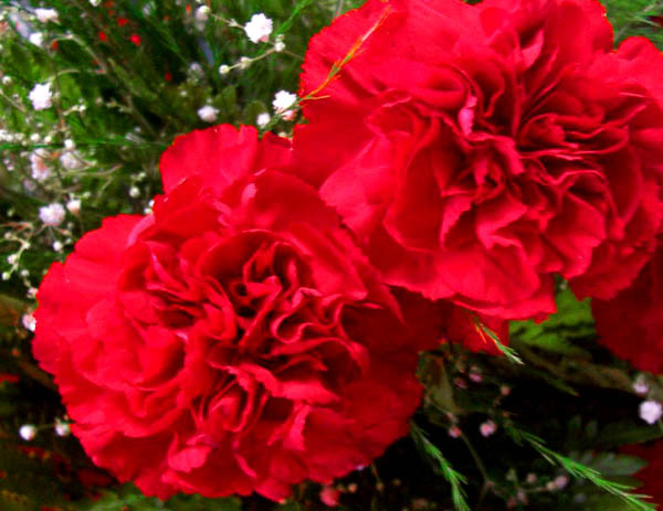 [CravosVermelhos.jpg]