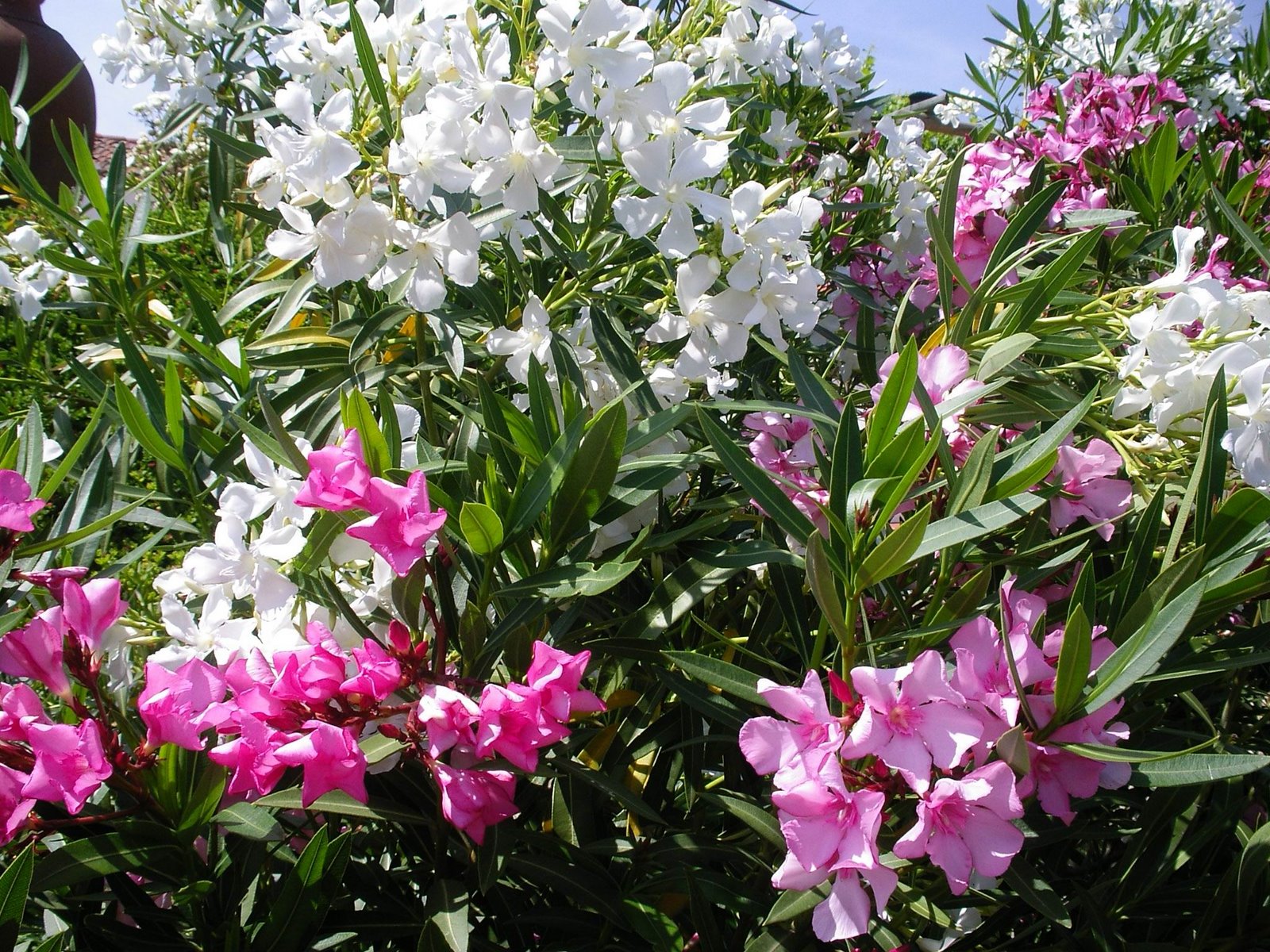 [AloendrosJunho2007.jpg]