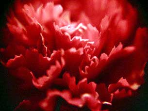 [cravo_vermelho.jpg]