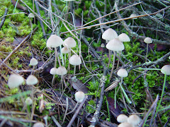 Mycena galopus