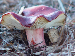 Russula undulata