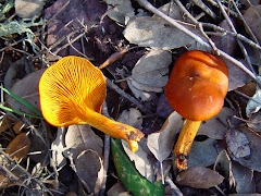 Omphalotus olearuis