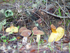 Boletus bovinus