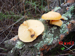 Gymnopilus suberis