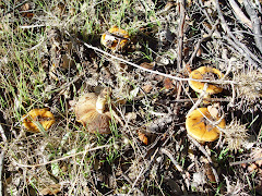 Cortinarius trivialis