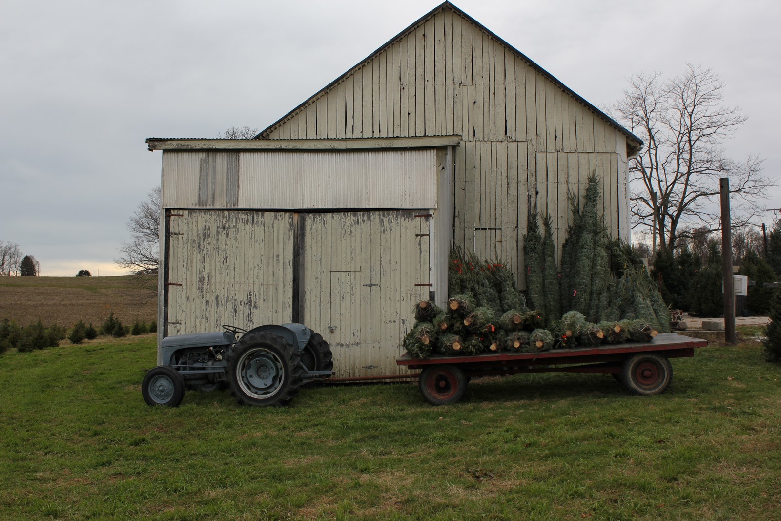 HEATHER KIRTLAND Christmas tree farm