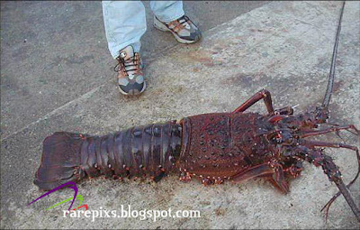 Giant creatures - Rare Photo&#039;s Collections