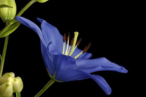 [Amazing-Blue-Flowers.jpg]