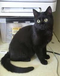 Nos coachs de vie MAP M dical - Chaton Noir 3