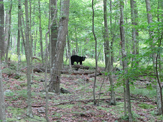 Atlas shrugged here: Delaware Water Gap - A hikers delight!