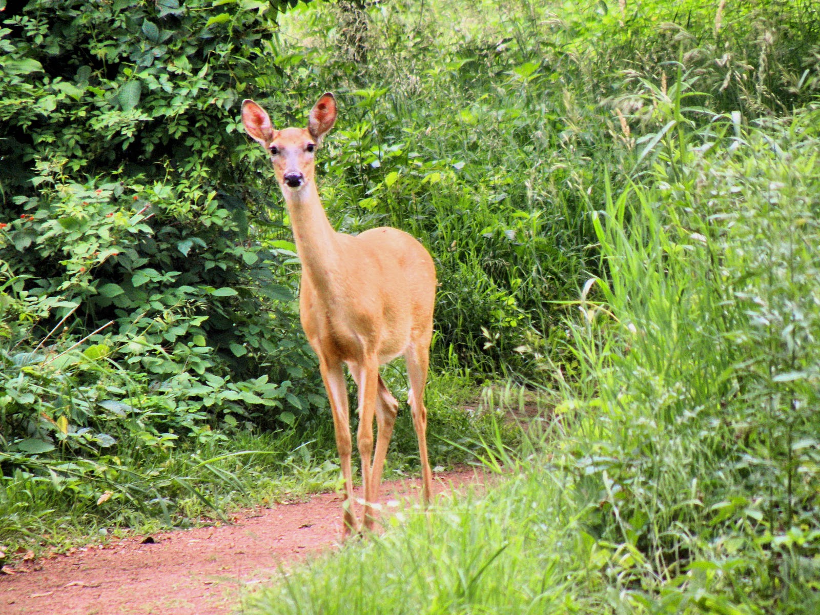 Hoosier Safari A Summer Deer to Warm Us Up