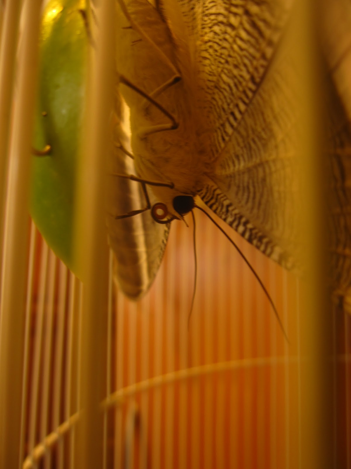 Confessions of a Lepidoterist Moth in a Cage