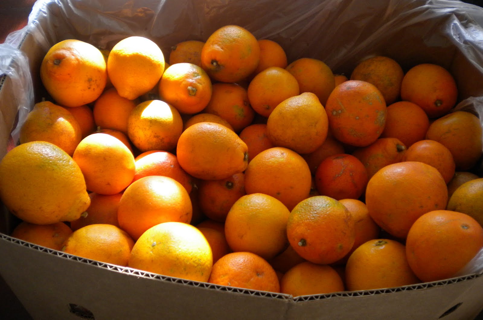 Bottling Health HoneyBell Oranges Galore