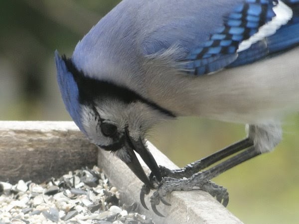 blue jay and cardinal in love