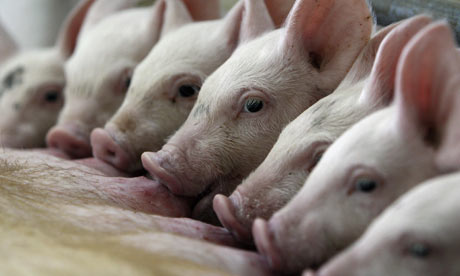 [Swine-flu-fears-are-disru-001.jpg]