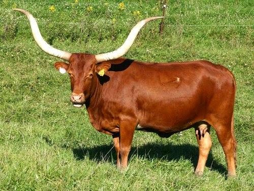 Checkout Everyday Amazing Cow With Largest Horns checkout-everyday-amazing-cow-with-largest-horns