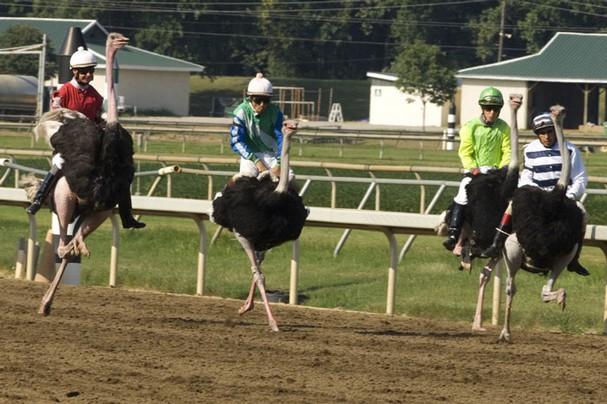 Amaze Pics & Vids: "Ostrich Festival" Ostrich Race Photos - Arizona, USA...