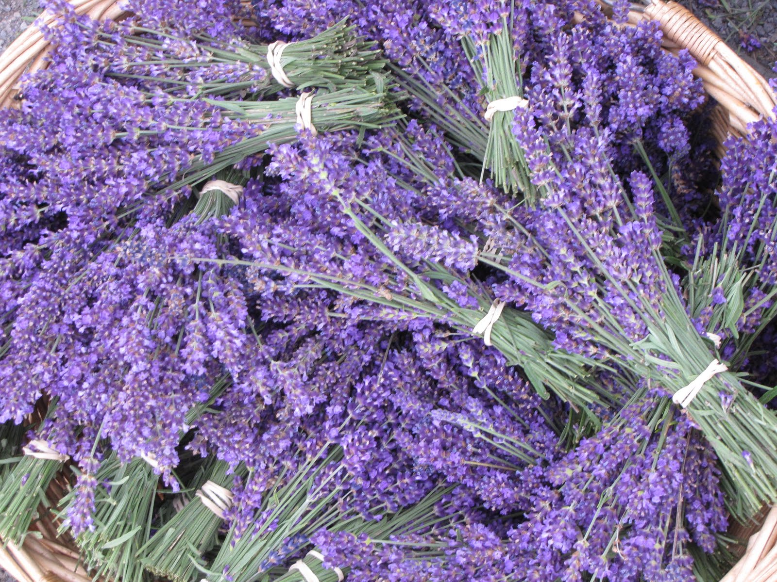 Lockwood Lavender Farm Lavender 101 Pruning