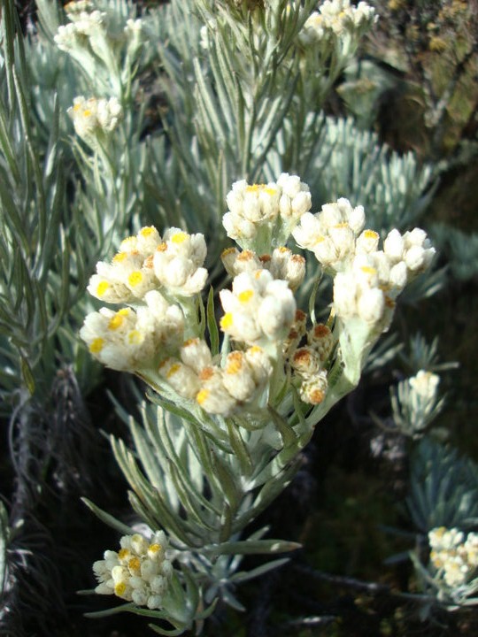 Pesona Bunga Edelweis di Gunung Gede