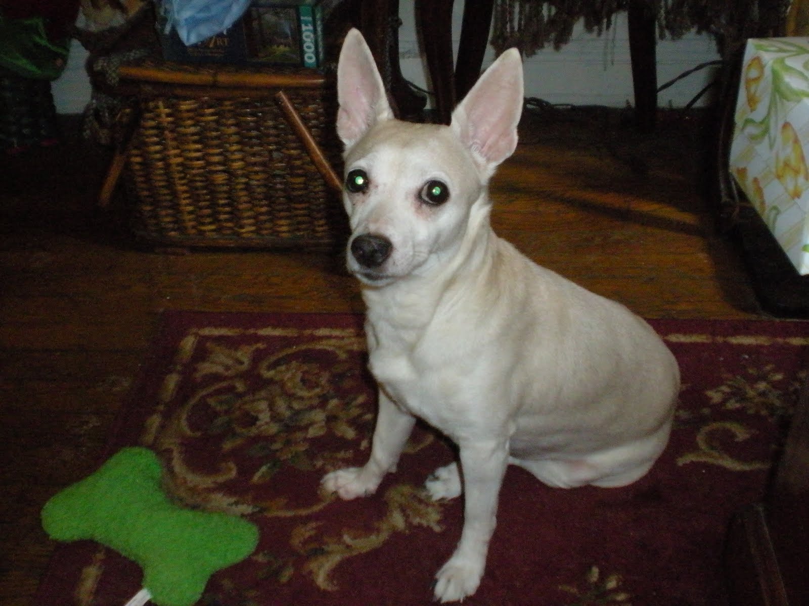 Senior Pets All They Need Is Love Adopt Coco, a 10 year old male