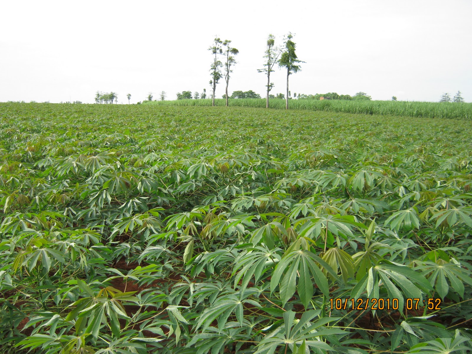 Mesin tepung industri: Singkong tanaman kampung multiguna