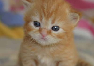 iStock_kitten.jpg