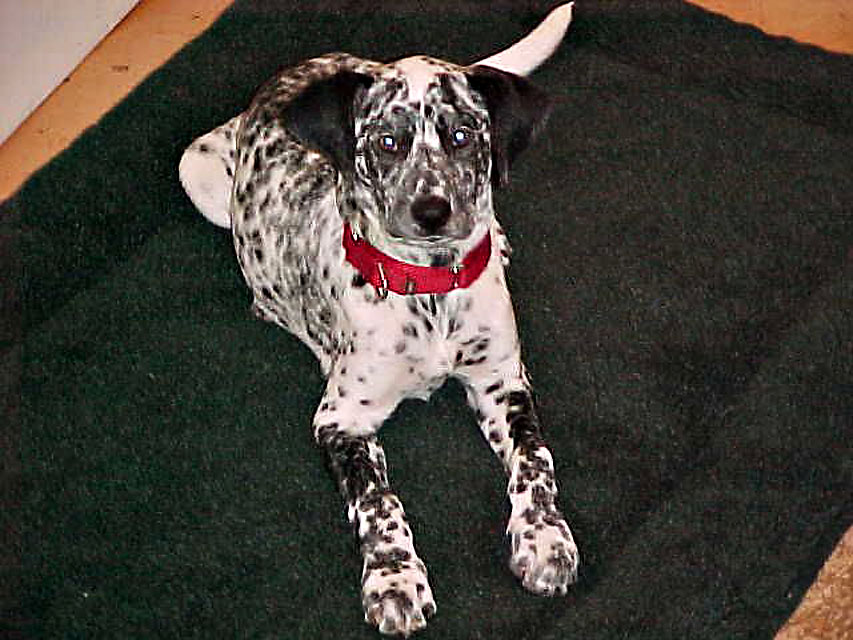 Dalmatian German Shorthaired Pointer Mix Goldenacresdogs Com