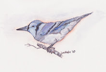 baby blue jay