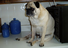 Pugs on the Counter