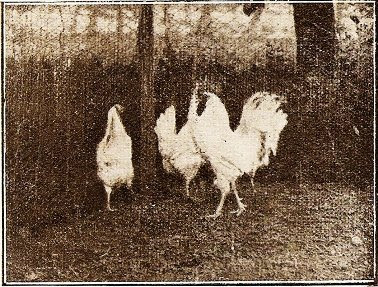 Gruppo di polli di razza Megiarola bianca. Foto tratta dal libro Pollicoltura padovana del Cav. Italo Mazzon, anno 1932