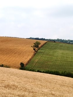 Le colline in giugno biondeggiano di grano. Foto di Andrea Mangoni.