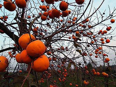 I bellissimi frutti dell'albero di cachi. Foto di Andrea Mangoni.